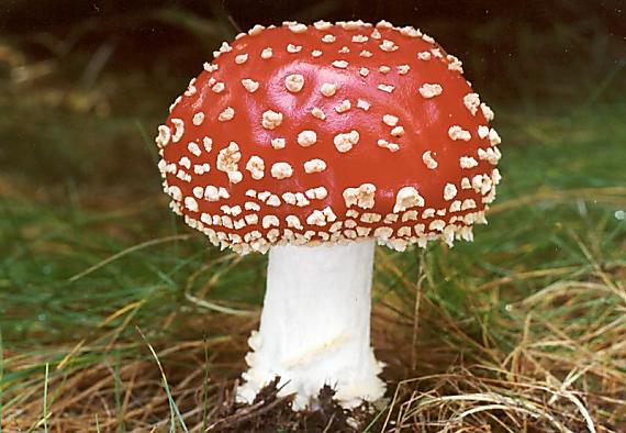 muchomůrka červená Amanita muscaria var. muscaria (L.) Lam. 1783