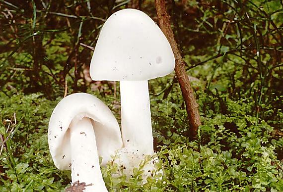 muchomůrka jízlivá - Muchotrávka končistá Amanita virosa Bertill.