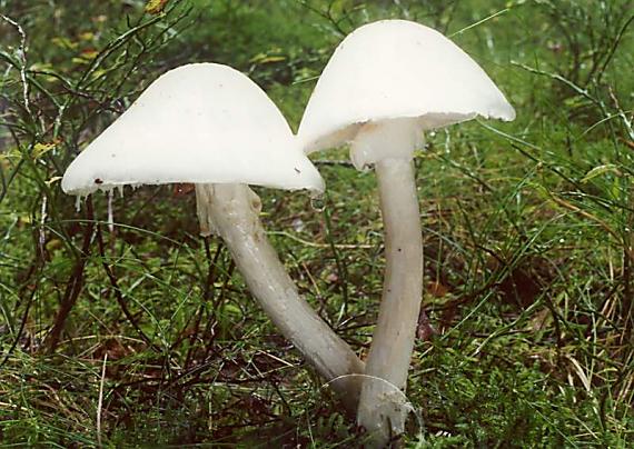 muchomůrka jízlivá - Muchotrávka končistá Amanita virosa Bertill.