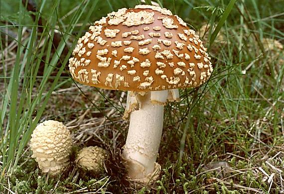 mmuchomůrka královská Amanita muscaria var. regalis (Fr.) Sacc. 1887