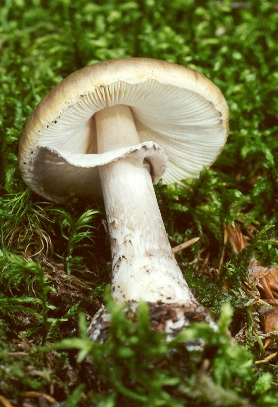 muchomůrka porfýrová - Muchotrávka porfýrovosivá Amanita porphyria Alb. & Schwein.