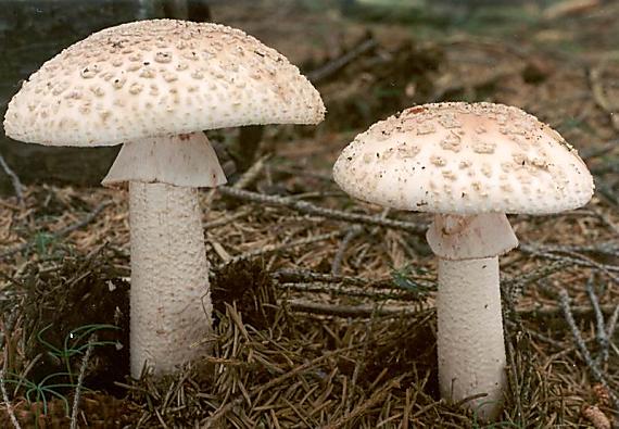 muchomůrka růžovka - Muchotrávka červenkastá Amanita rubescens Pers.