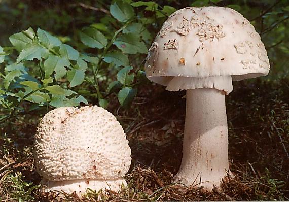 muchomůrka růžovka - Muchotrávka červenkastá Amanita rubescens var. rubescens Pers. 1797