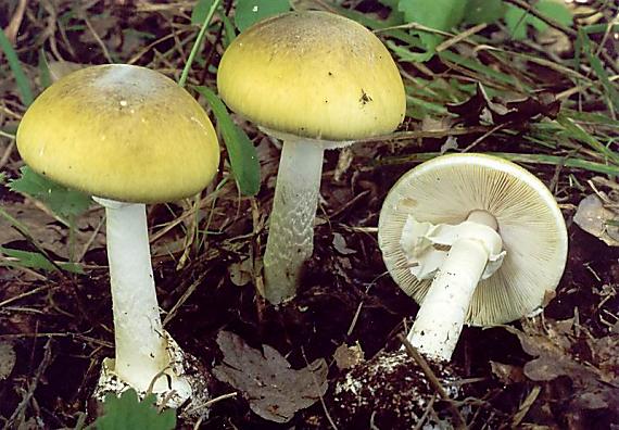 muchomůrka zelená Amanita phalloides (Vaill. ex Fr.) Link