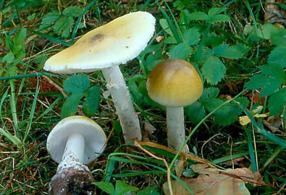 muchomůrka zelená Amanita phalloides (Vaill. ex Fr.) Link