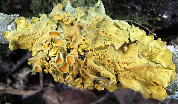 terčovník zední - Diskovník múrový Xanthoria parietina var. parietina