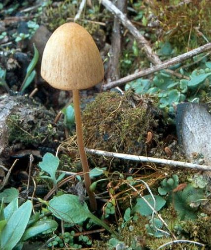 čepičatka útlá - Kapucňovec útly Conocybe tenera