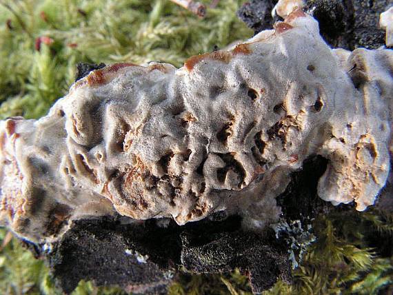 outkovka pestrá - Trúdnikovec pestrý Trametes versicolor (L.) Lloyd