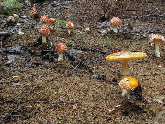 muchomůrka červená - Muchotrávka červená Amanita muscaria var. muscaria (L.) Lam. 1783