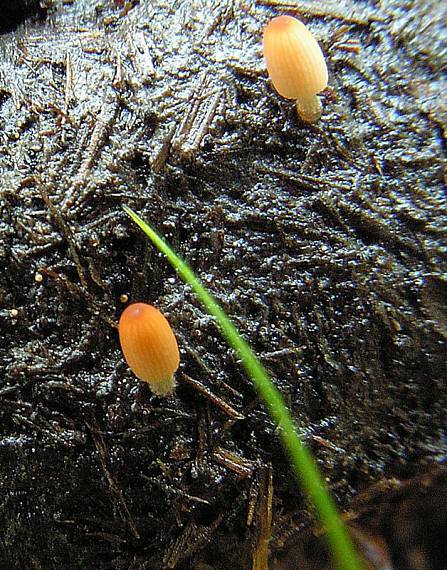 hnojík Coprinus sp.