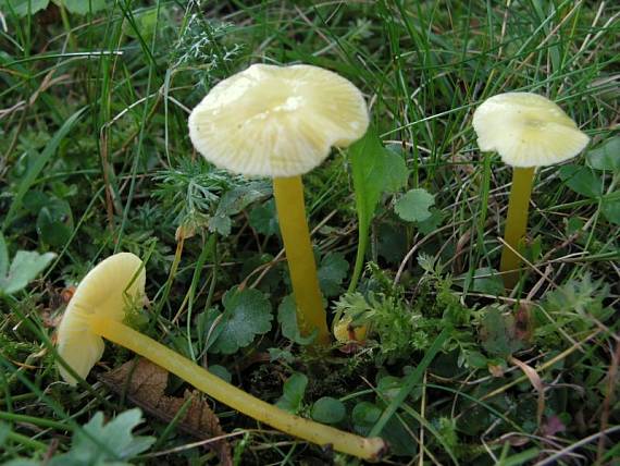 voskovka citrónová - Lúčnica citrónovožltá Hygrocybe chlorophana (Fr.) Wünsche