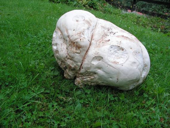 pýchavka obrovská - Vatovec obrovský Calvatia gigantea (Batsch) Lloyd