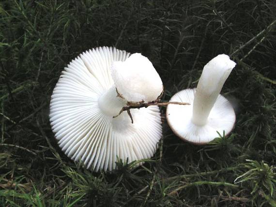 holubinka lesklá - Plávka lesklá Russula nitida (Pers.) Fr.