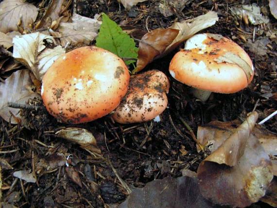 plávka Russula sp.