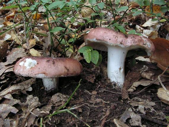 holubinka mandlová - Plávka mandľová Russula vesca Fr.