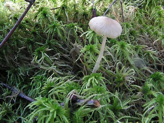 penízovka rašeliníková - Sivolupeňovka ? Tephrocybe palustris (Peck) Donk