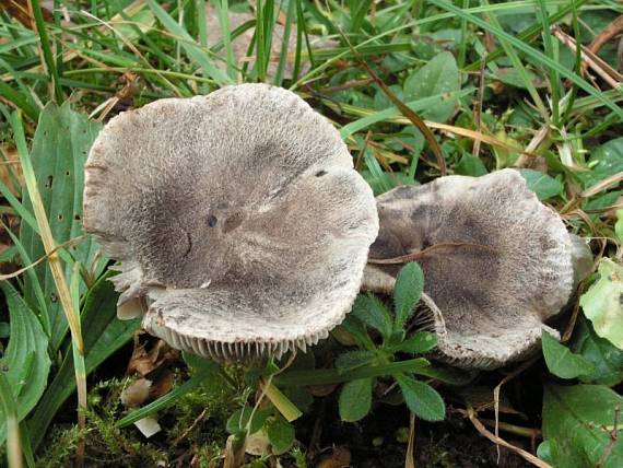 čírovka zemná Tricholoma terreum (Schaeff.) P. Kumm.