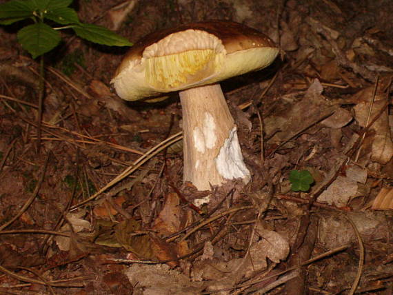 hríb smrekový Boletus edulis Bull.