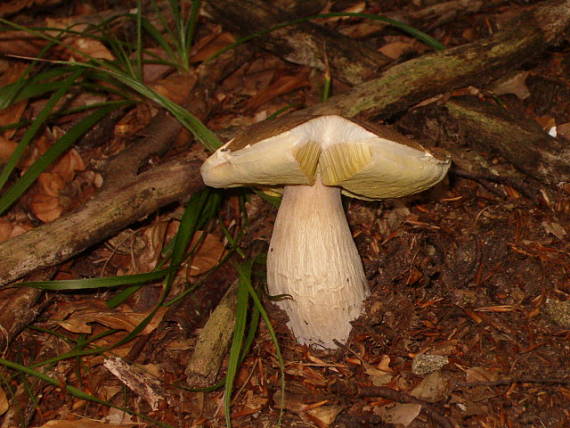 hríb smrekový Boletus edulis Bull.