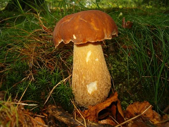 hríb dubový Boletus reticulatus Schaeff.