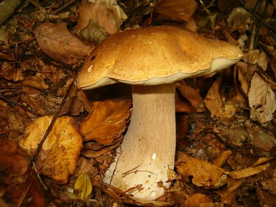 hríb dubový Boletus reticulatus Schaeff.