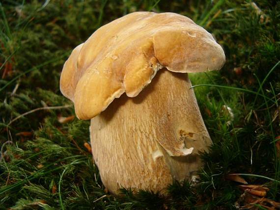 hríb dubový Boletus reticulatus Schaeff.