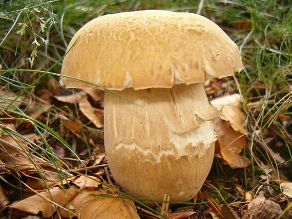 hríb dubový Boletus reticulatus Schaeff.