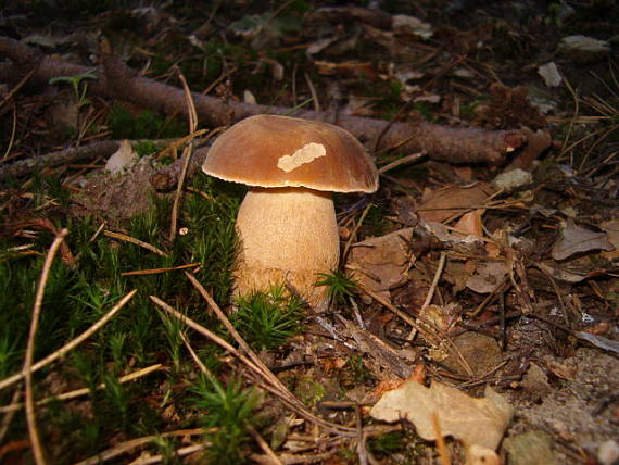 hríb dubový Boletus reticulatus Schaeff.