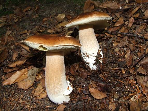 hríb smrekový Boletus edulis Bull.