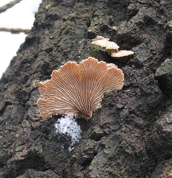 klanolupeňovka obyčajná Schizophyllum commune Fr.