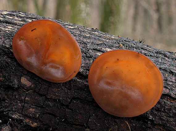 uchovec bazový Auricularia auricula-judae (Bull.) Quél.