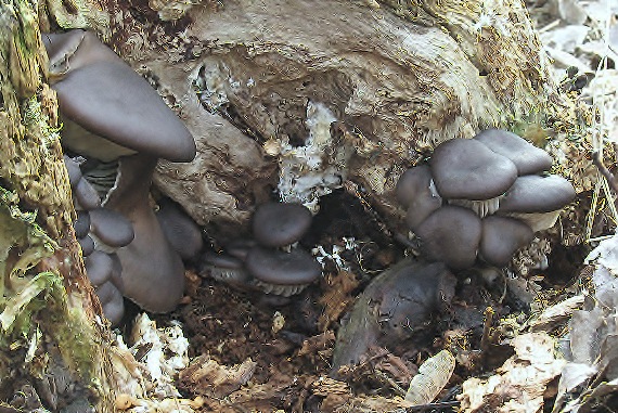 hliva ustricovitá Pleurotus ostreatus (Jacq.) P. Kumm.