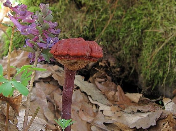 lesklokôrovka obyčajná Ganoderma lucidum (Curtis) P. Karst.