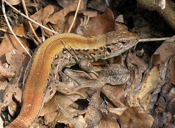 jašterica krátkohlavá Lacerta agilis