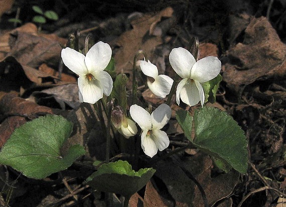 fialka krovisková Viola suavis M. Bieb.