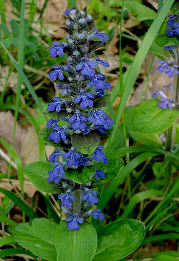 zbehovec ženevský Ajuga genevensis L.