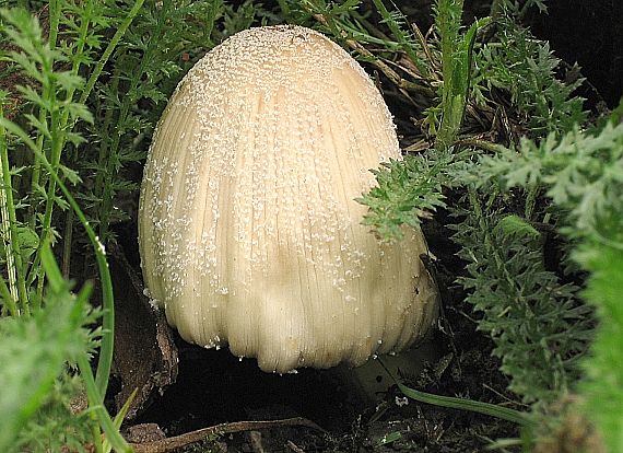 hnojník okrový Coprinellus domesticus (Bolton) Vilgalys, Hopple & Jacq. Johnson