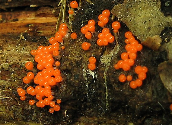 slizovka Myxomycetes