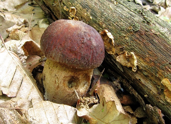 hríb sosnový Boletus pinophilus Pil. et Dermek in Pil.