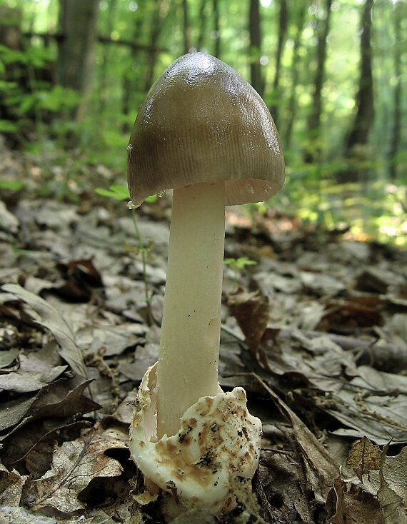 muchotrávka pošvatá Amanita vaginata (Bull.) Lam.