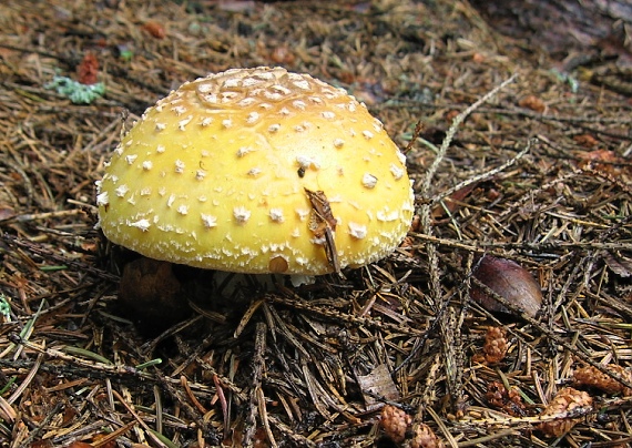 muchotrávka červená, žltá forma Amanita muscaria (L.) Lam.