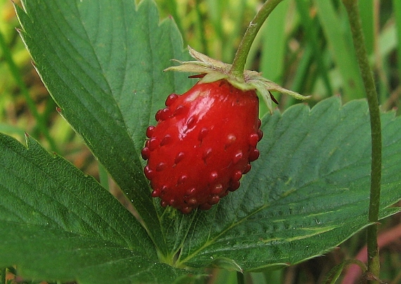 jahoda lesná