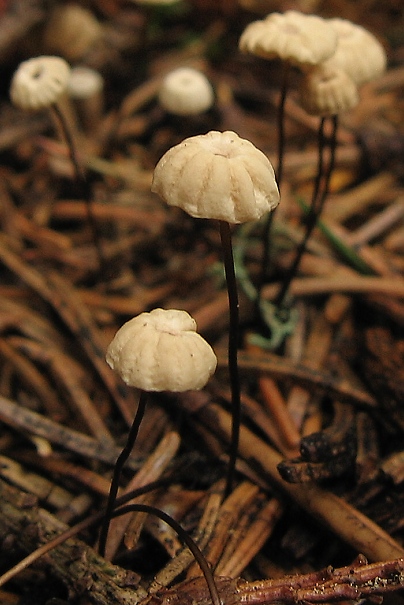 tanečnica wettsteinova Marasmius wettsteinii Sacc. & P. Syd.