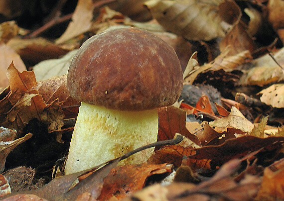 hríb jamkatý Hemileccinum depilatum (Redeuilh) Šutara