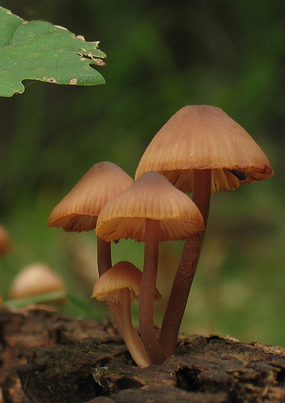 prilbička Mycena sp.