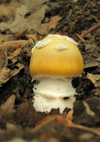 muchotrávka slamovožltá Amanita gemmata (Fr.) Bertill.