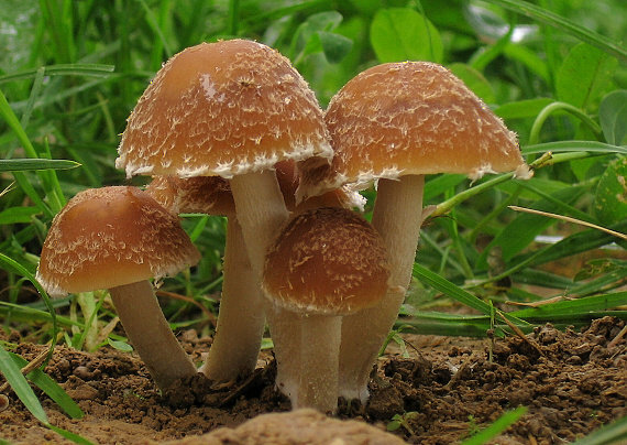 drobuľka Psathyrella sp.