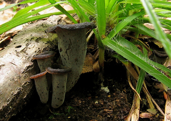 lievik trúbkovitý Craterellus cornucopioides (L.) Pers.