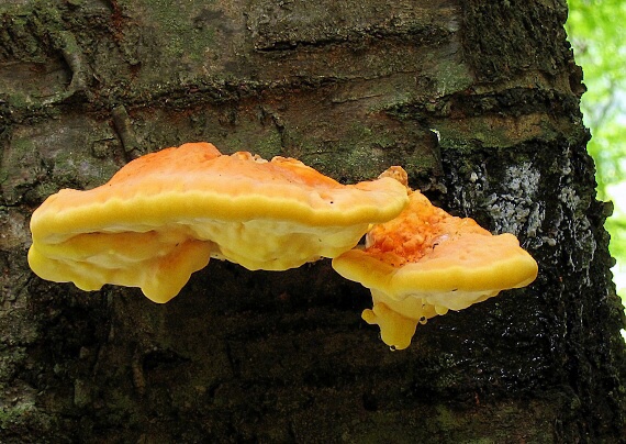 sírovec obyčajný Laetiporus sulphureus (Bull.) Murrill