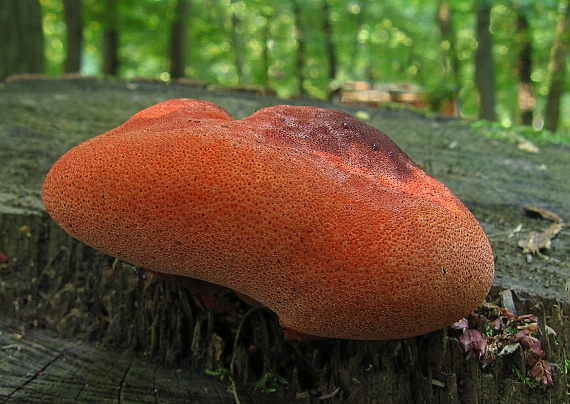 pečeňovec dubový Fistulina hepatica (Schaeff.) With.